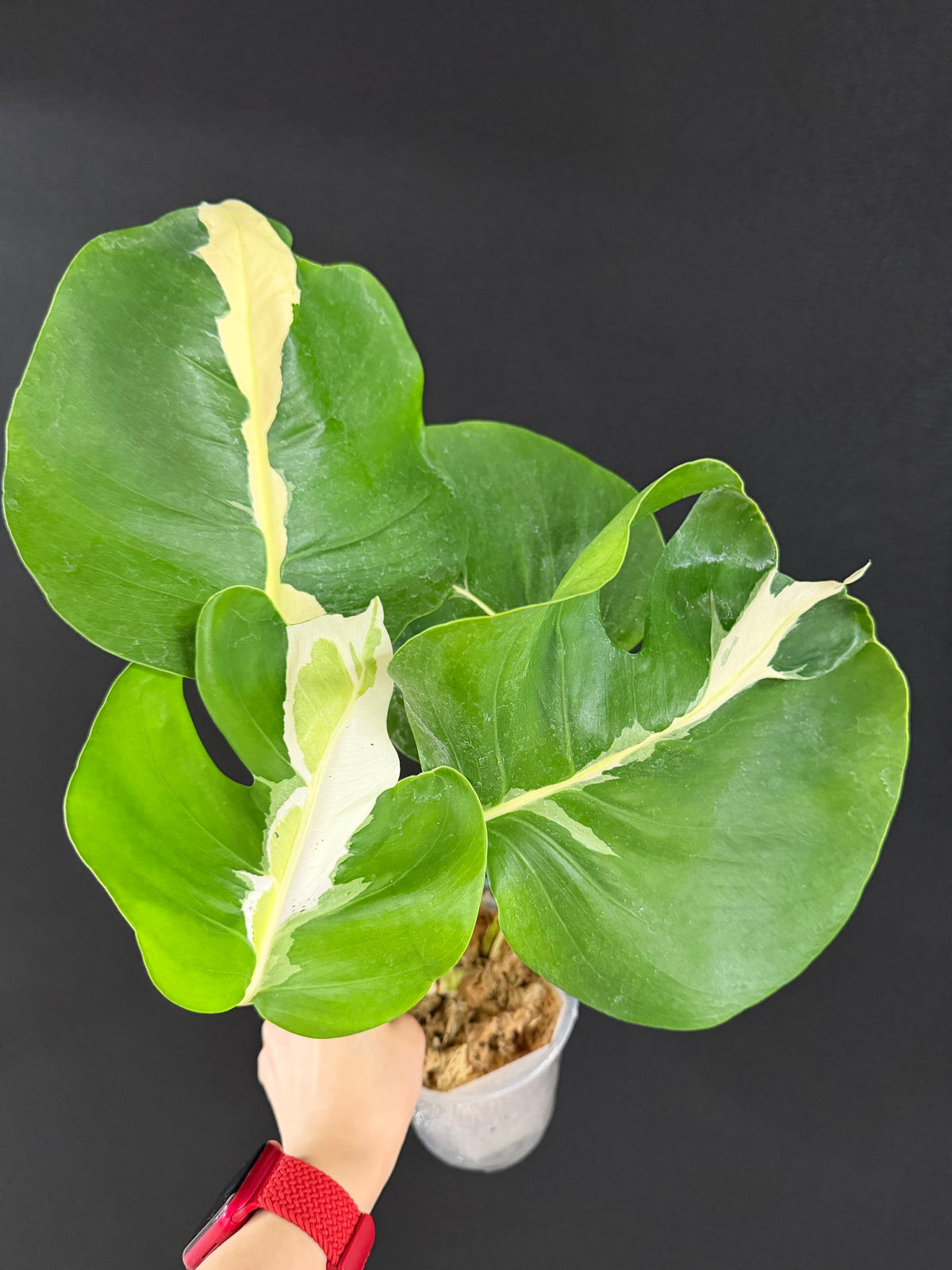 Monstera White Lava