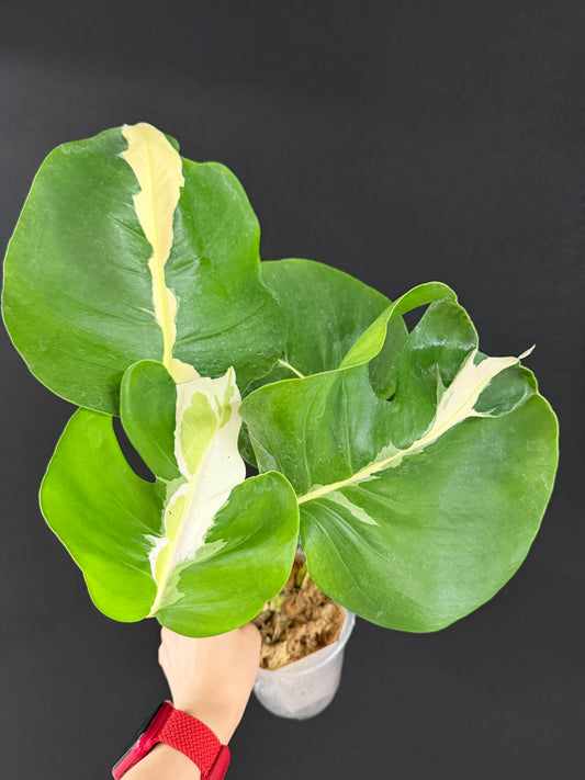 Monstera White Lava