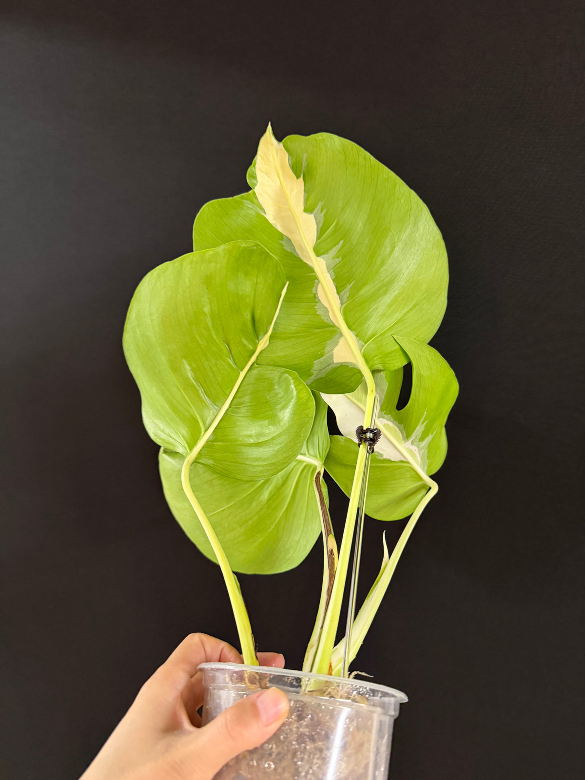 Monstera White Lava