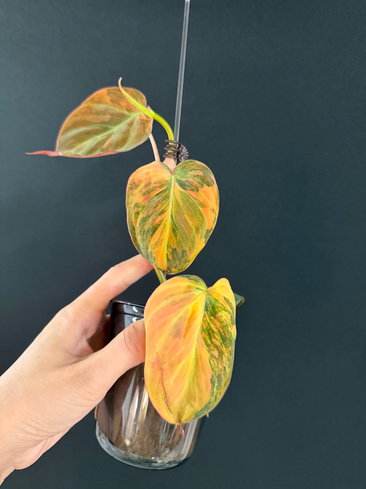 Variegated Aurea Micans