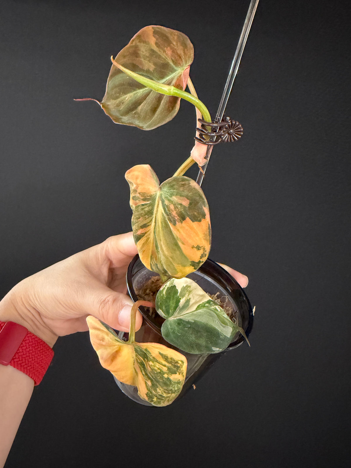 Variegated Aurea Micans