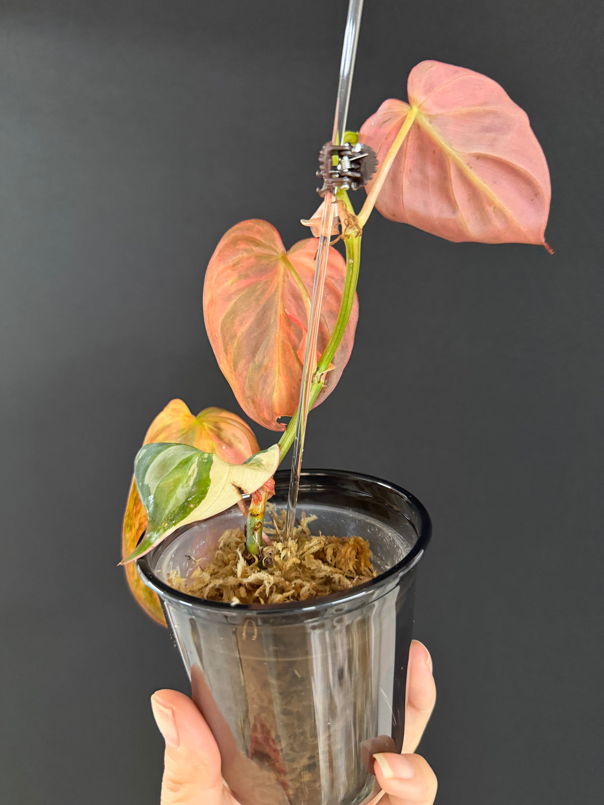 Variegated Aurea Micans