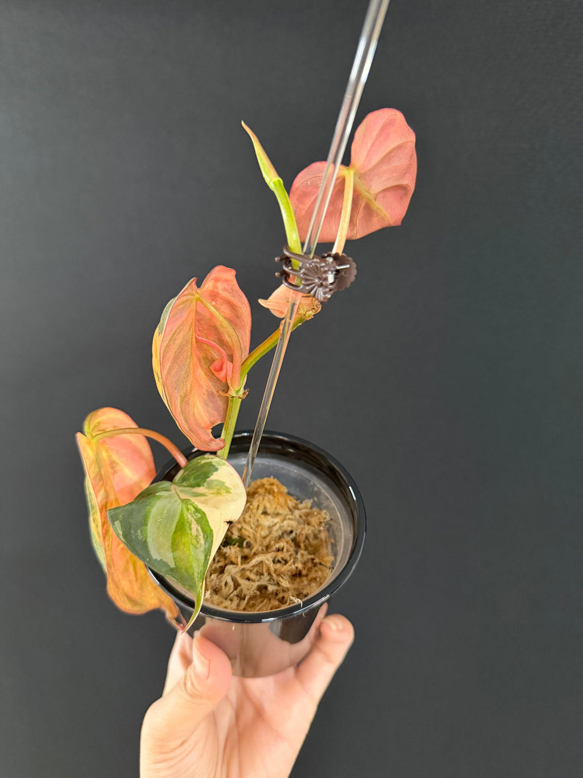 Variegated Aurea Micans