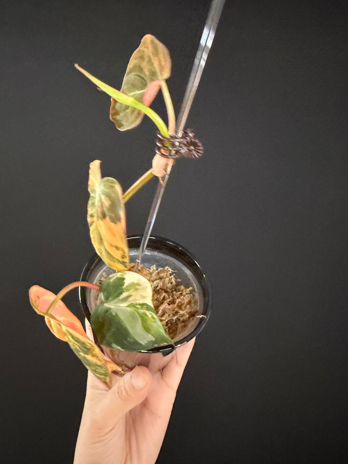 Variegated Aurea Micans