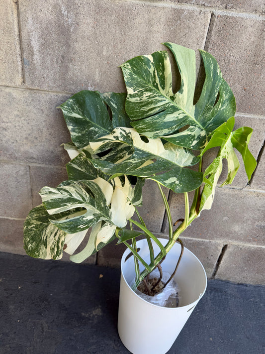 Monstera Tiger Albo, Large Plant