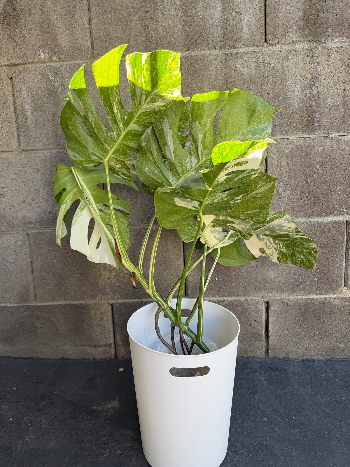 Monstera Tiger Albo, Large Plant