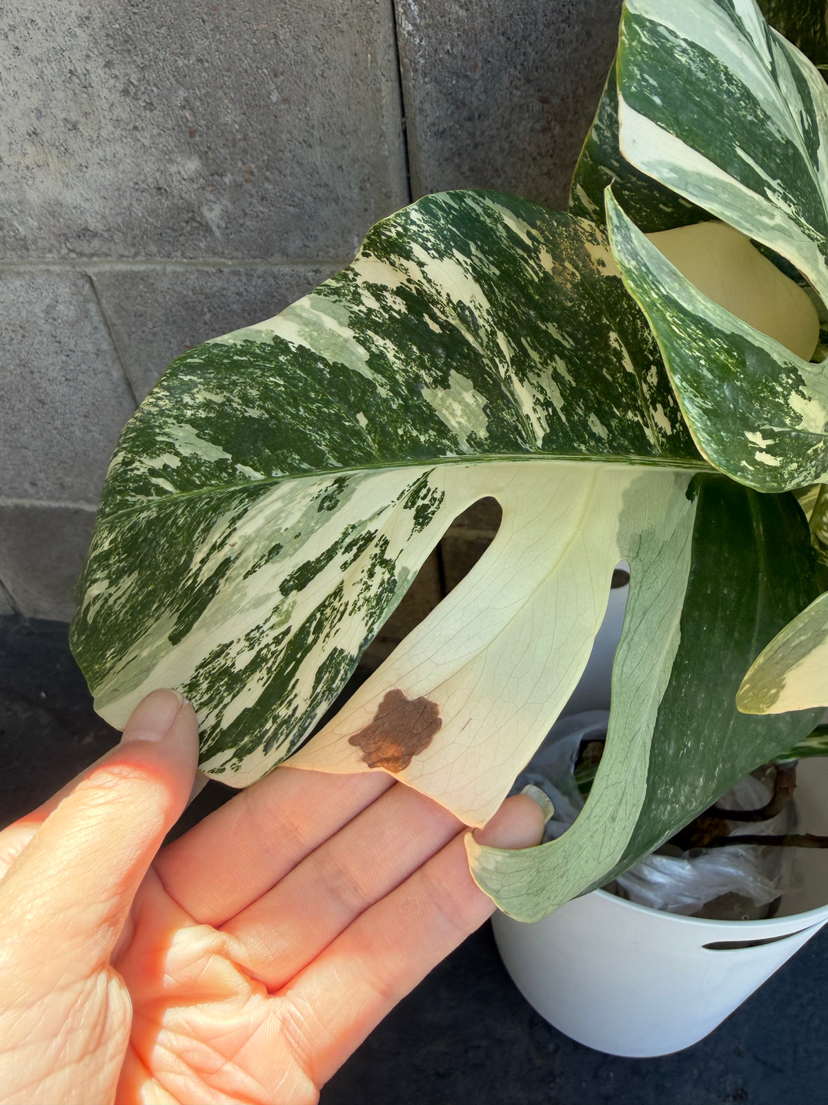 Monstera Tiger Albo, Large Plant