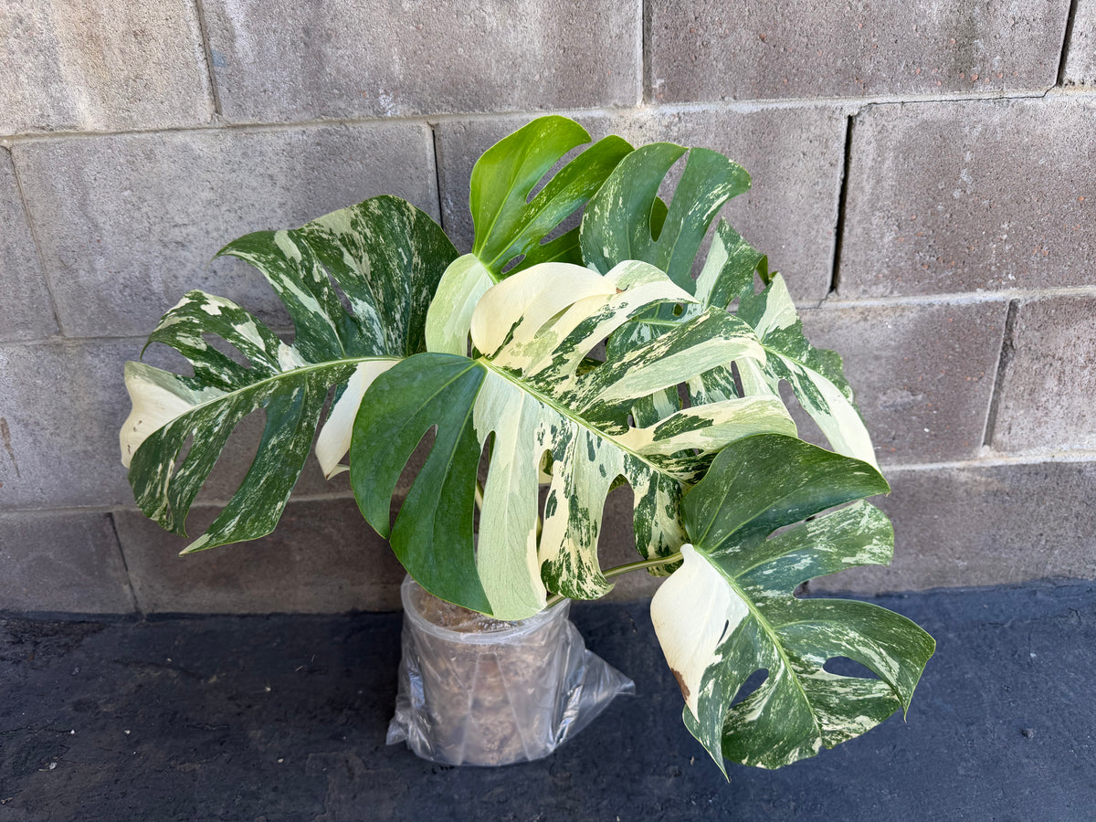 Monstera Tiger Albo, Large Plant