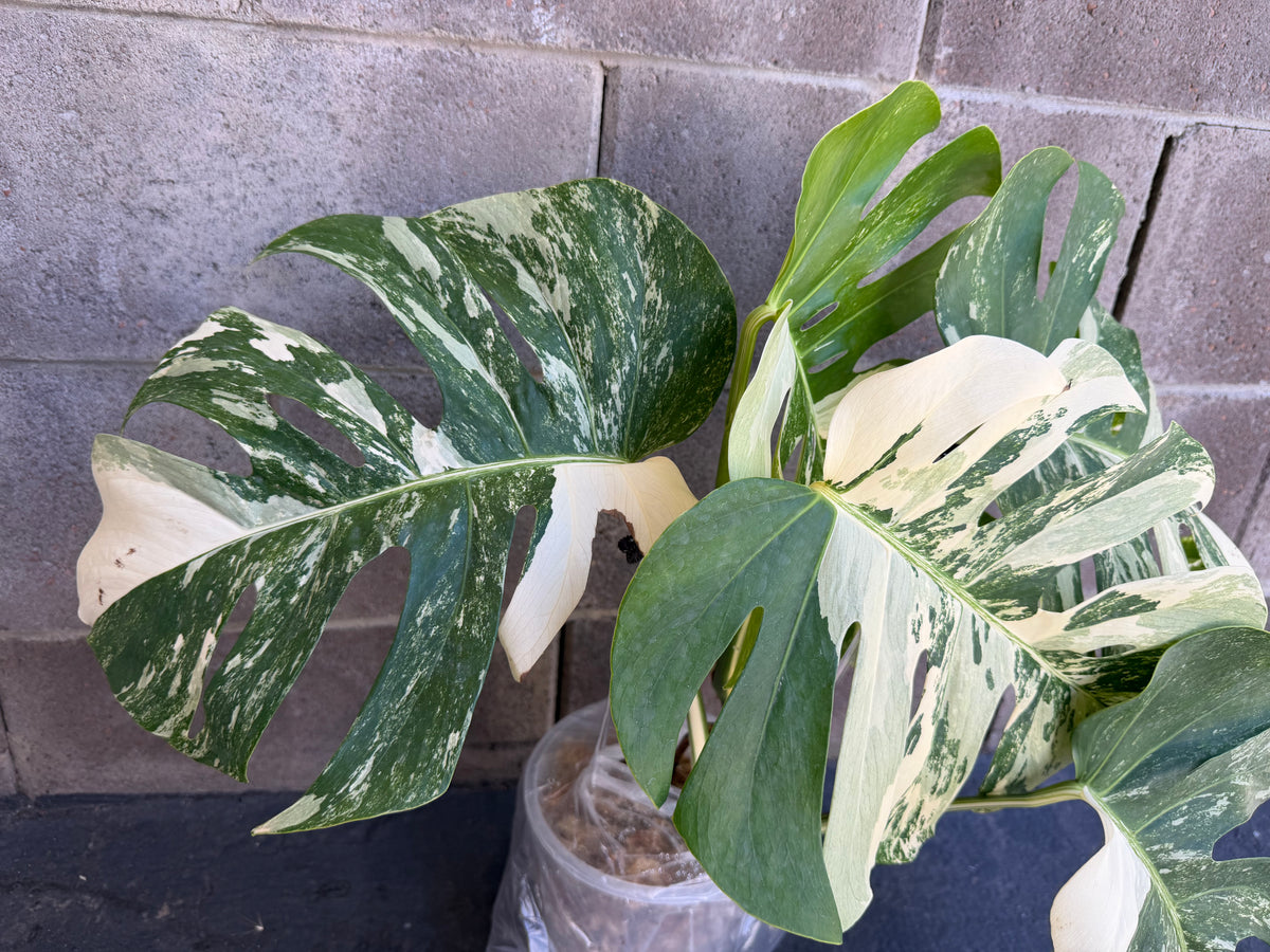 Monstera Tiger Albo, Large Plant