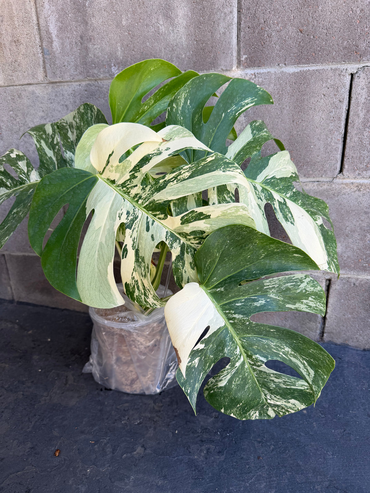Monstera Tiger Albo, Large Plant