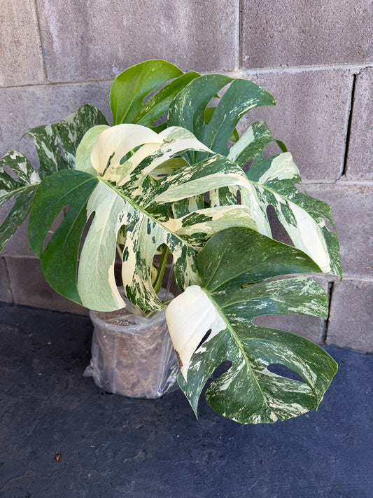 Monstera Tiger Albo, Large Plant