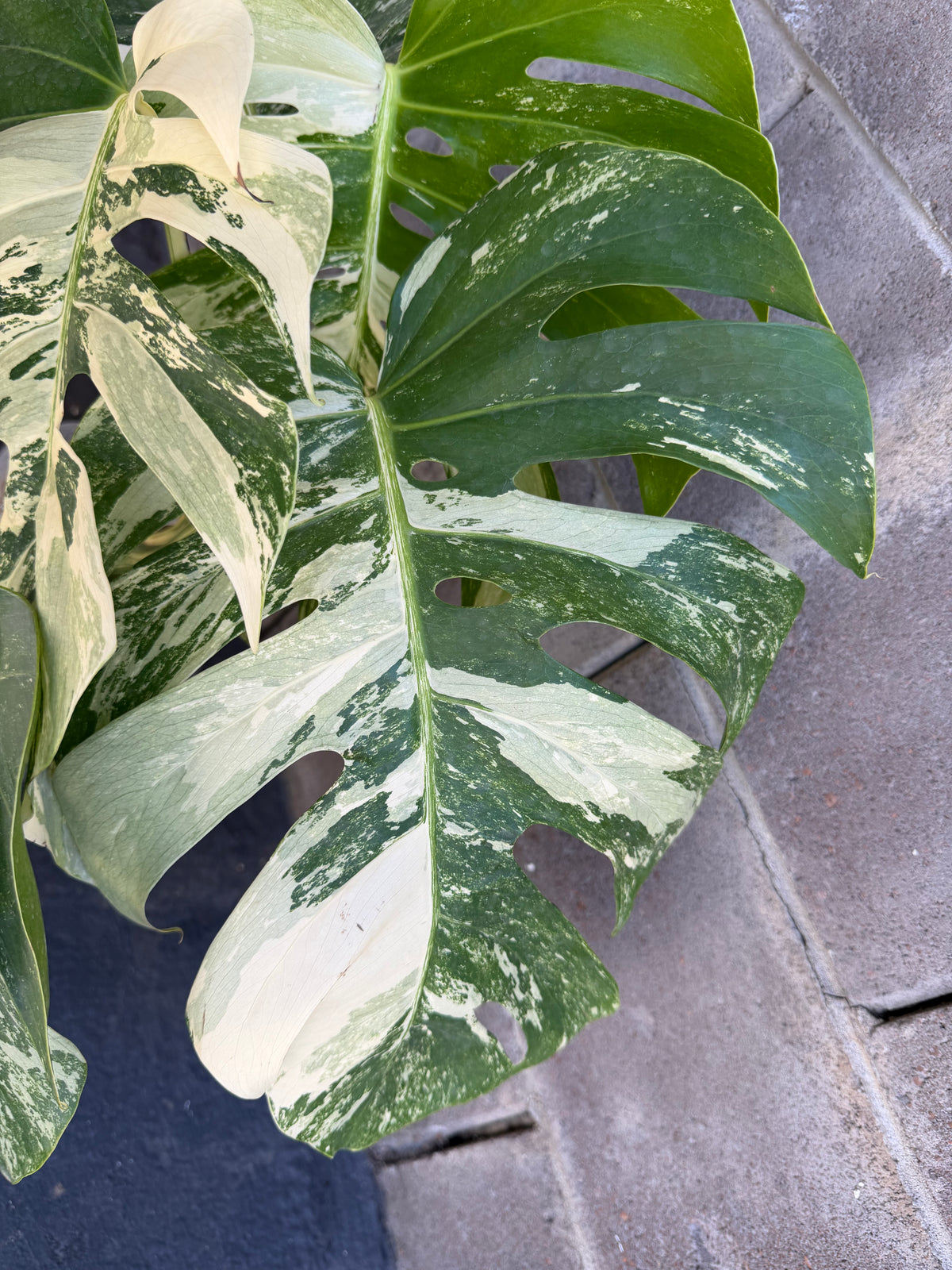 Monstera Tiger Albo, Large Plant