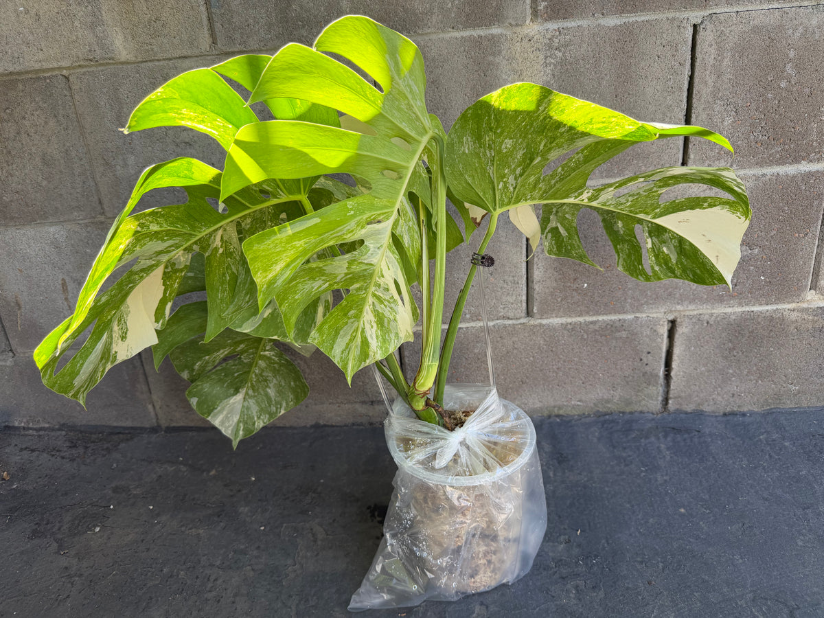 Monstera Tiger Albo, Large Plant