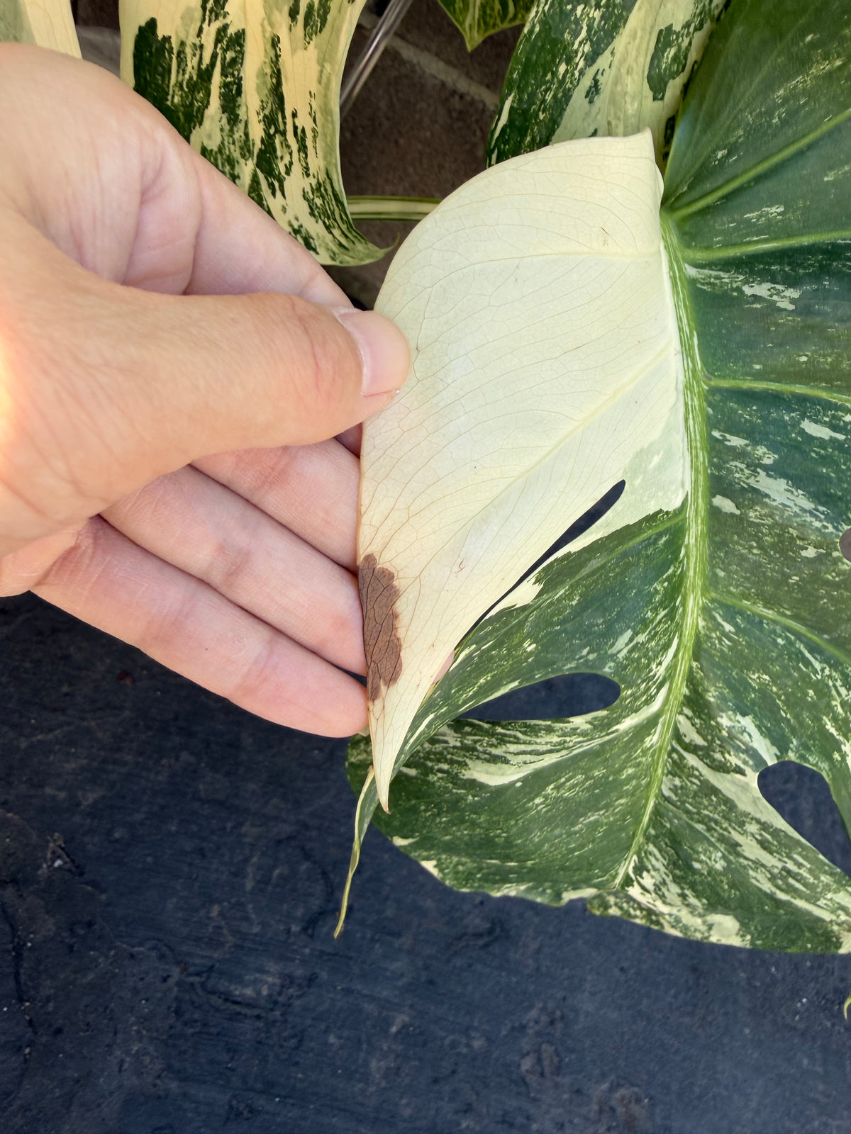 Monstera Tiger Albo, Large Plant