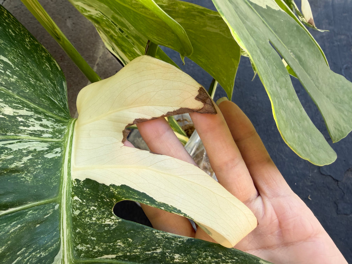 Monstera Tiger Albo, Large Plant