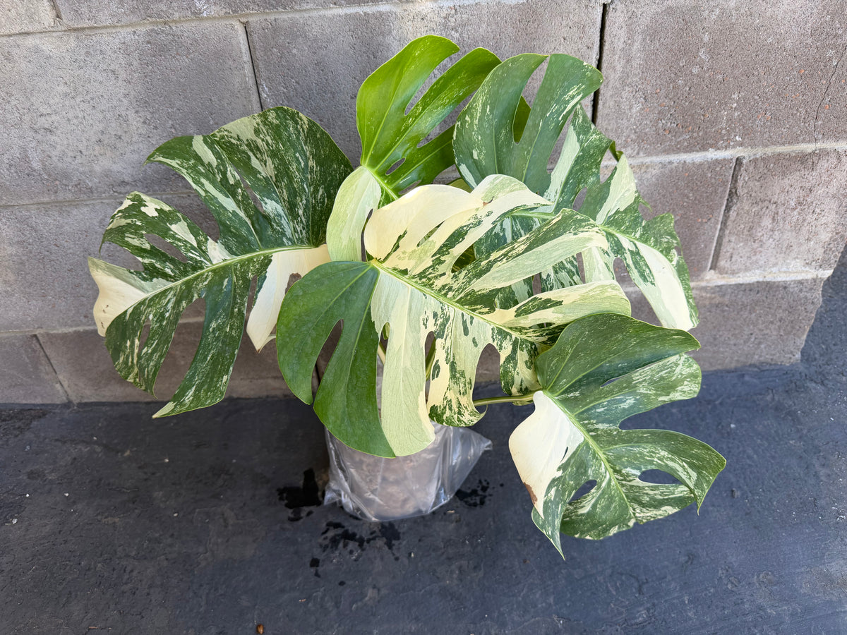 Monstera Tiger Albo, Large Plant