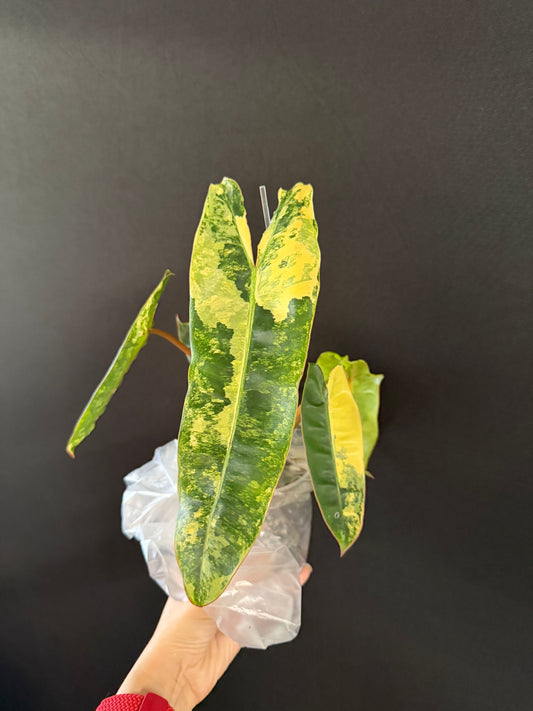 Philodendron Billie Variegated