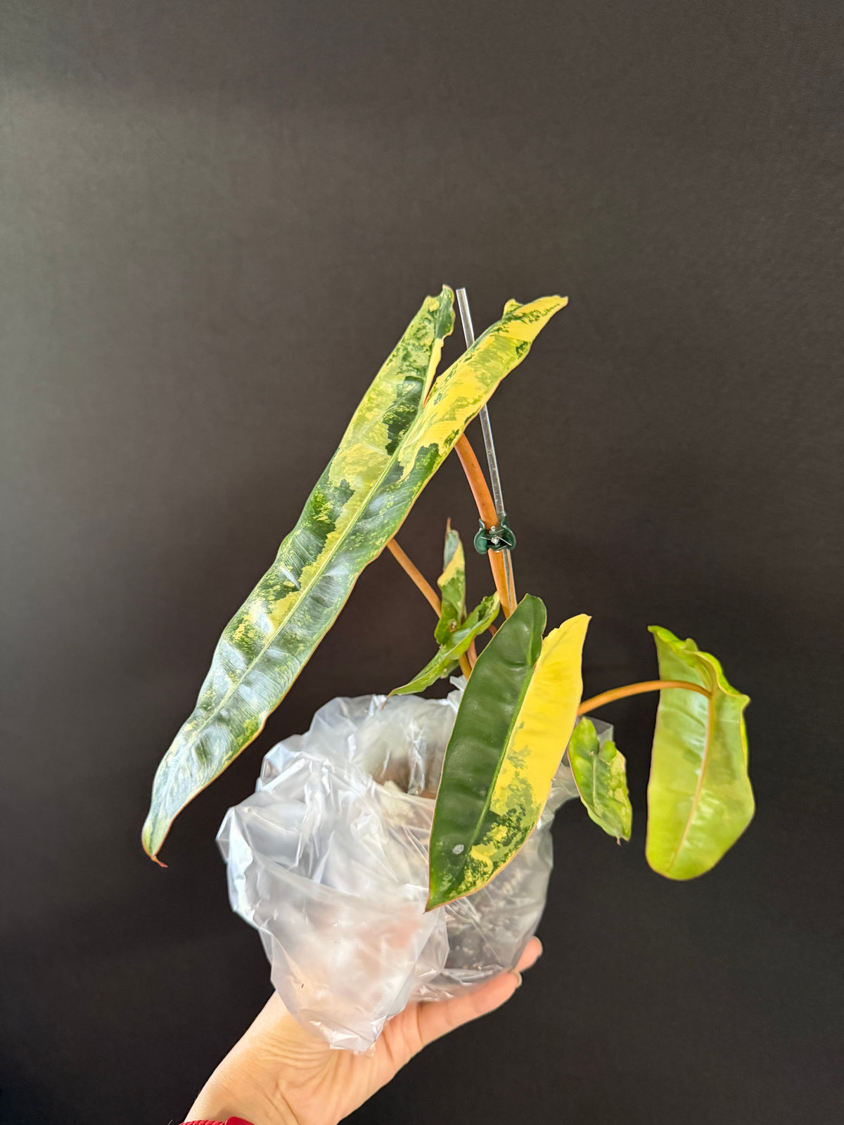 Philodendron Billie Variegated
