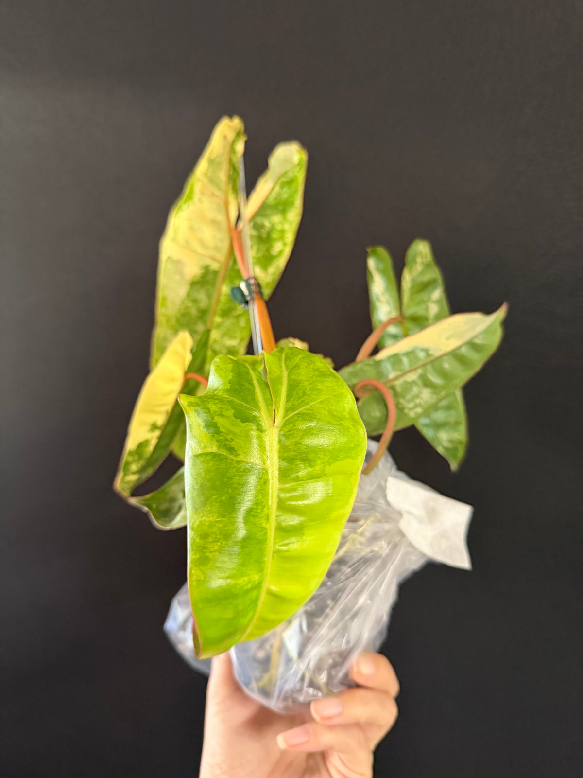 Philodendron Billie Variegated