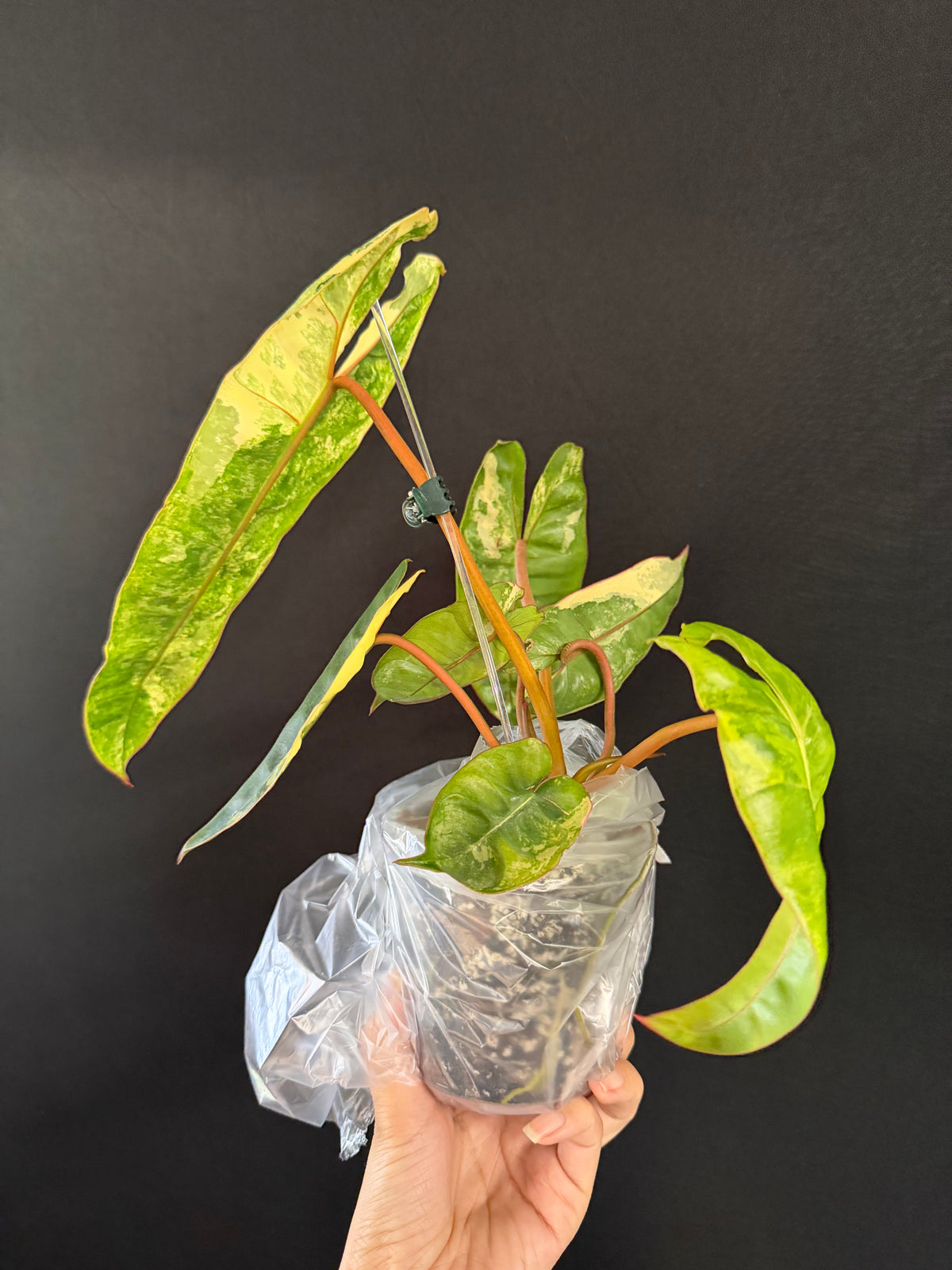 Philodendron Billie Variegated