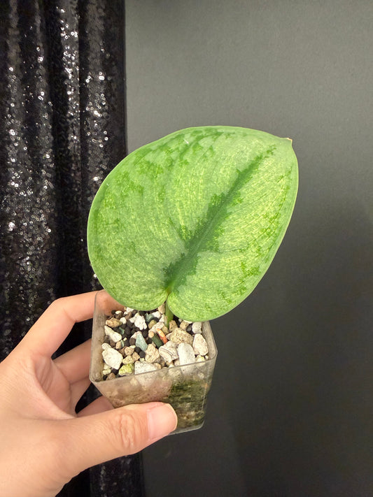 Scindapsus Exotica Mint, Rooted Large Leaf Cutting