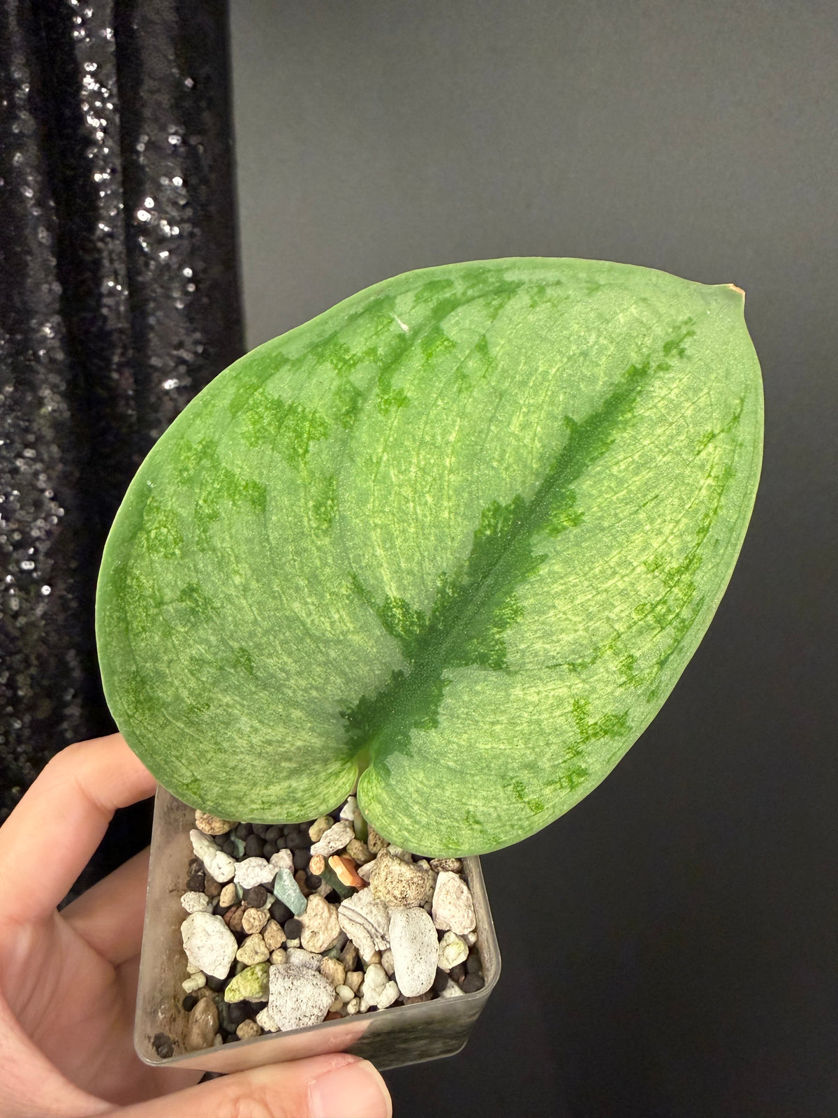 Scindapsus Exotica Mint, Rooted Large Leaf Cutting