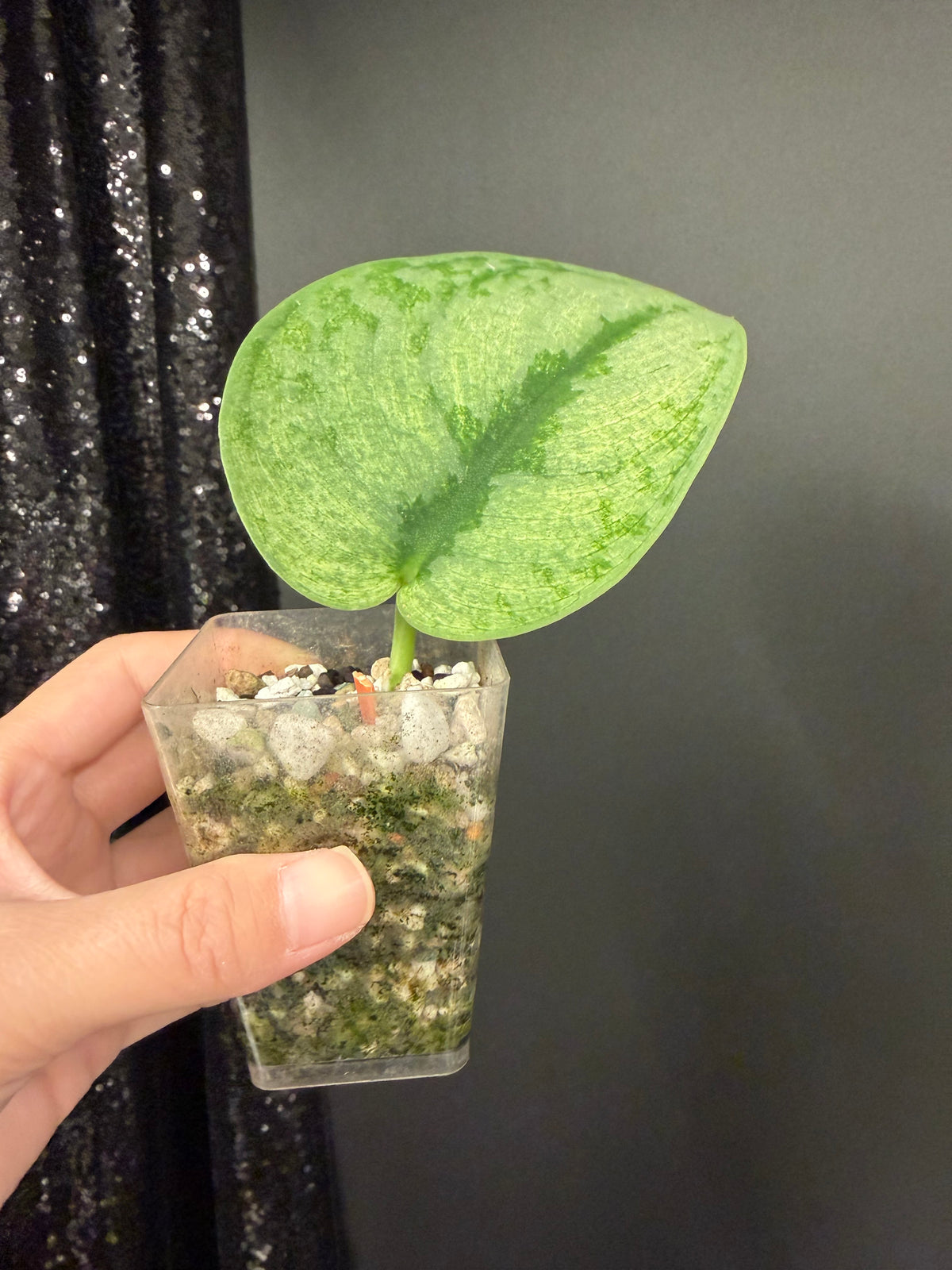 Scindapsus Exotica Mint, Rooted Large Leaf Cutting