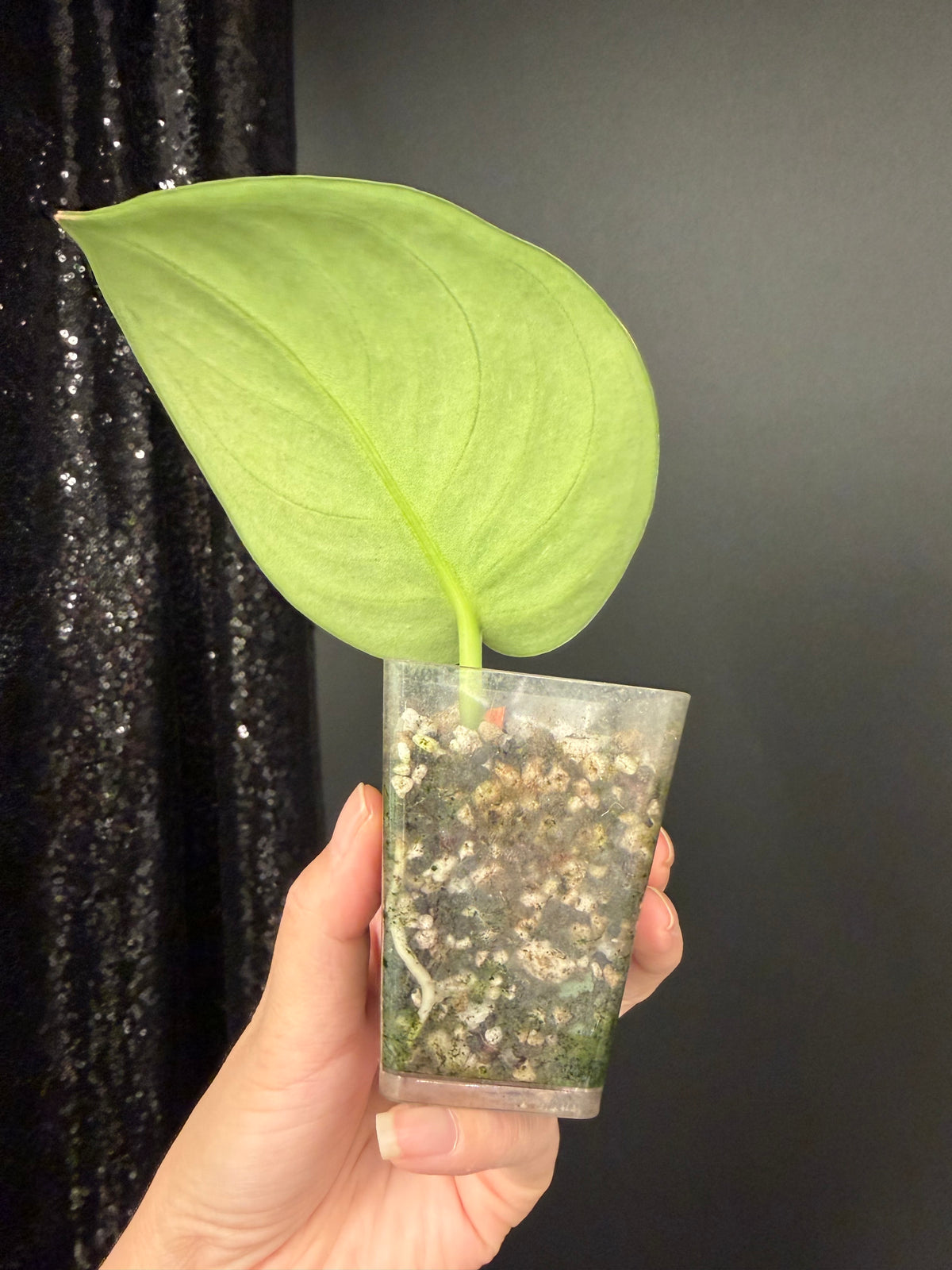 Scindapsus Exotica Mint, Rooted Large Leaf Cutting