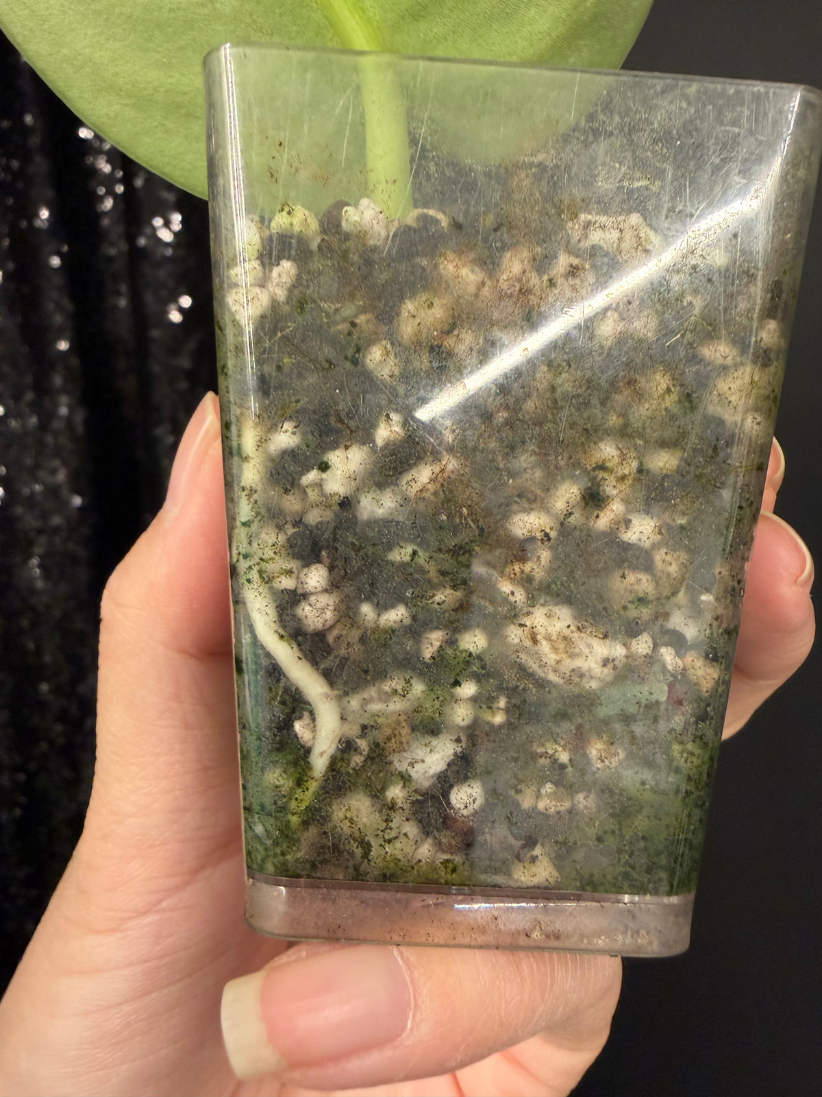 Scindapsus Exotica Mint, Rooted Large Leaf Cutting