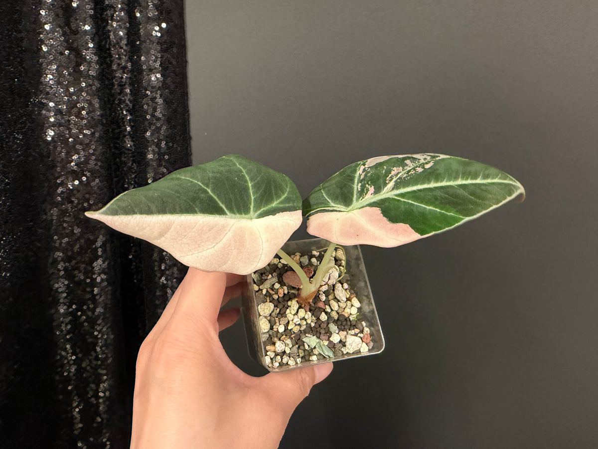 Alocasia Black Velvet Pink