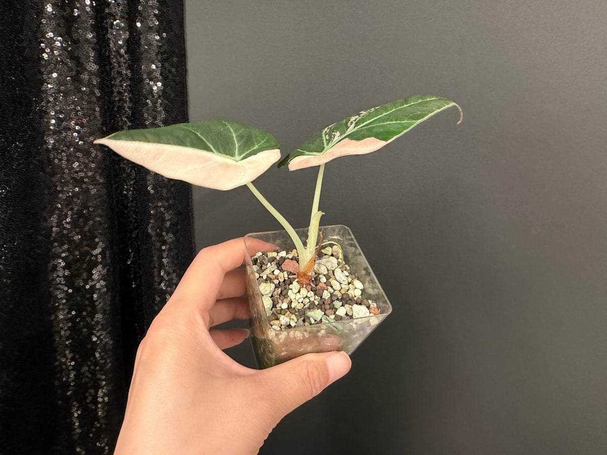 Alocasia Black Velvet Pink