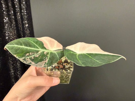 Alocasia Black Velvet Pink