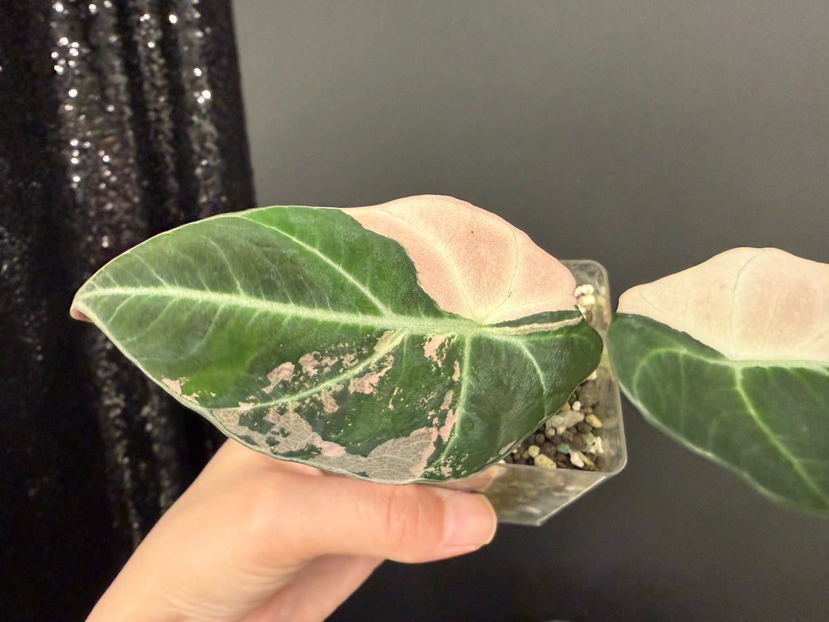 Alocasia Black Velvet Pink