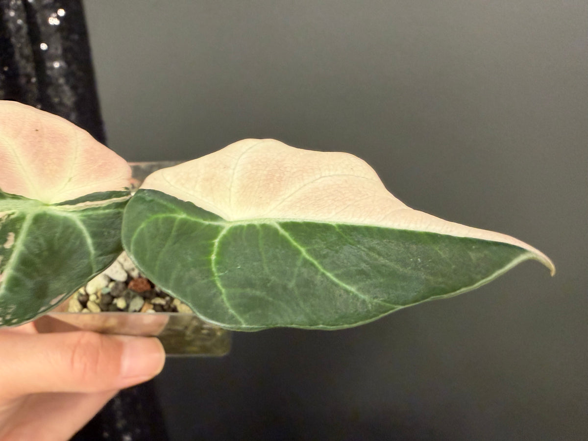 Alocasia Black Velvet Pink