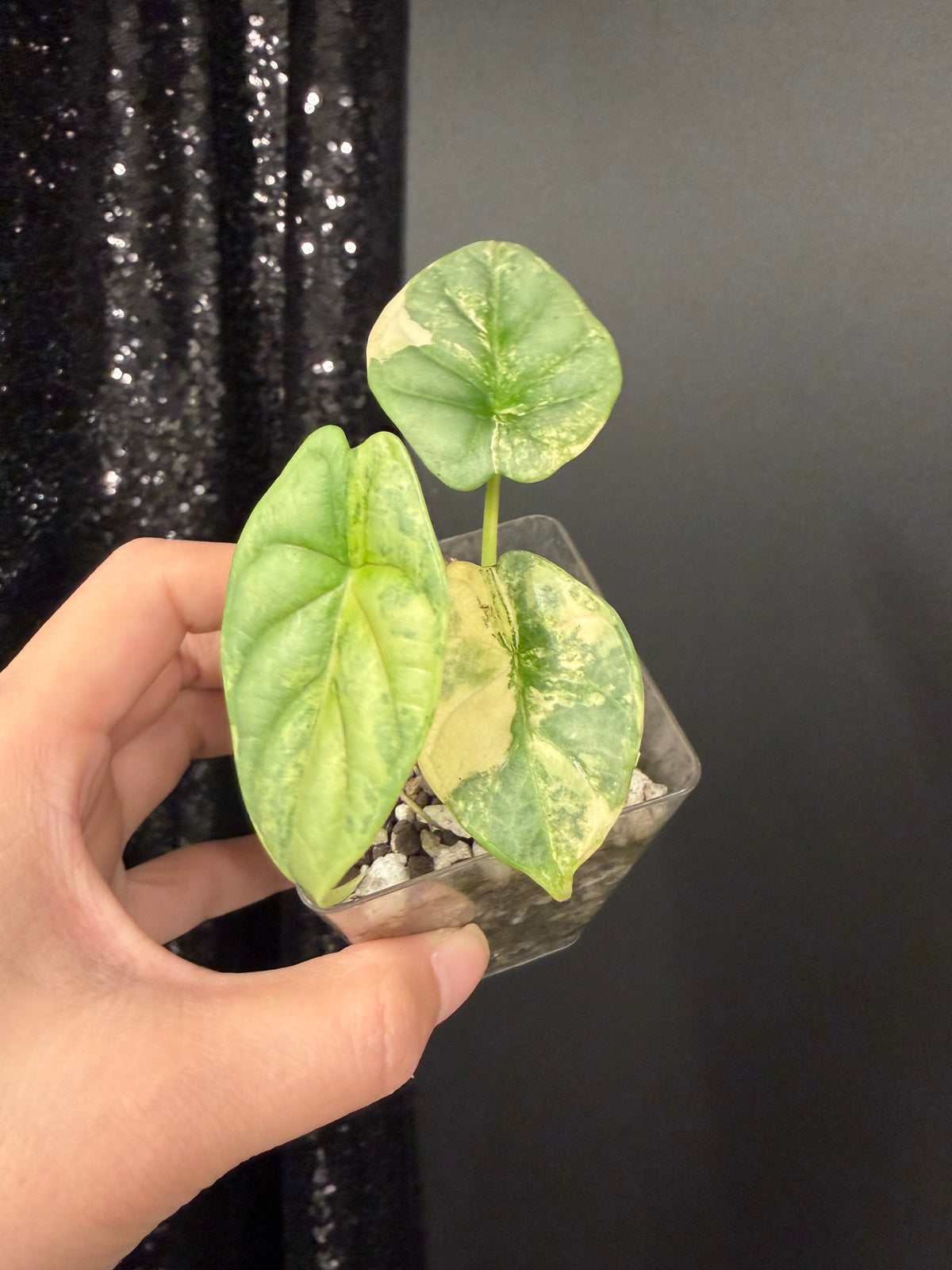 Alocasia Silver Dragon Aurea Variegated