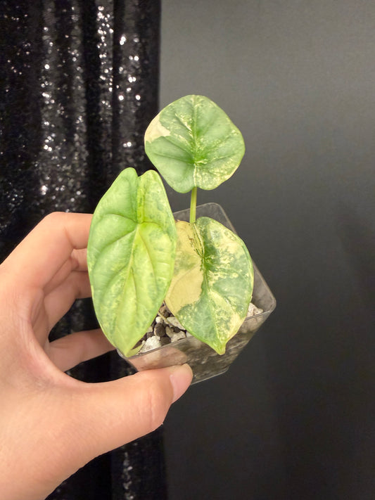 Alocasia Silver Dragon Aurea Variegated