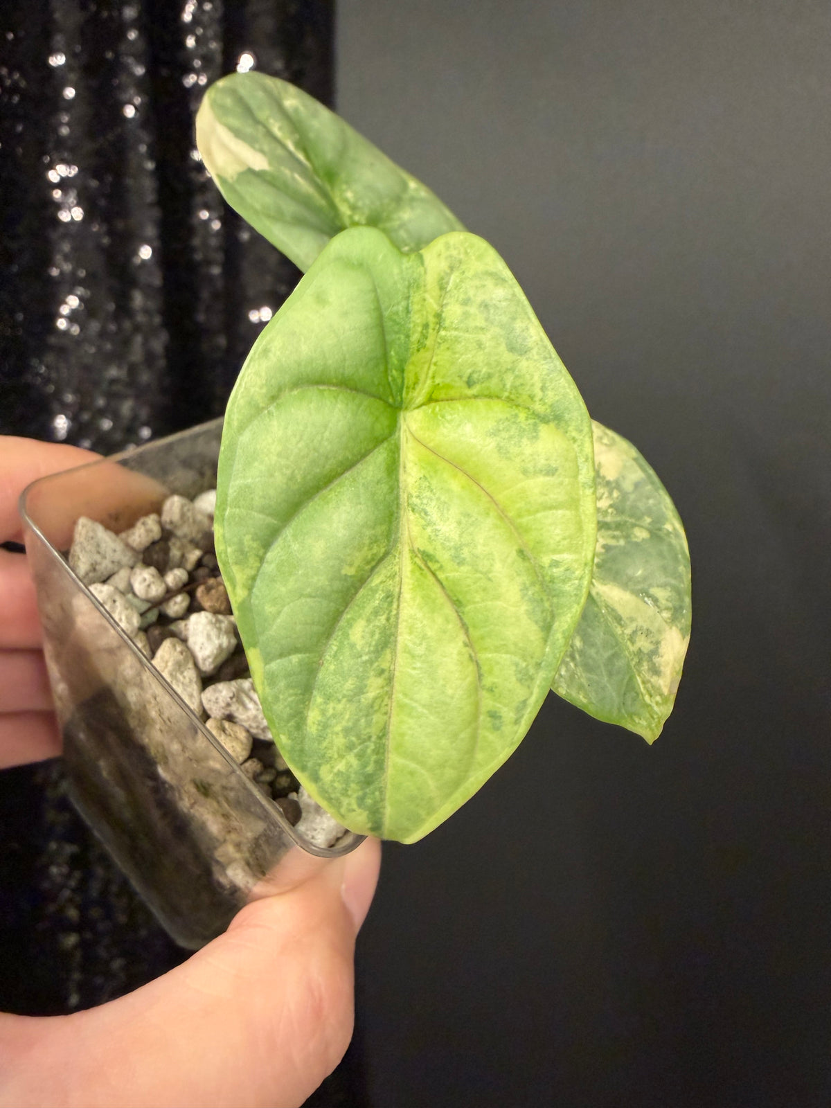 Alocasia Silver Dragon Aurea Variegated