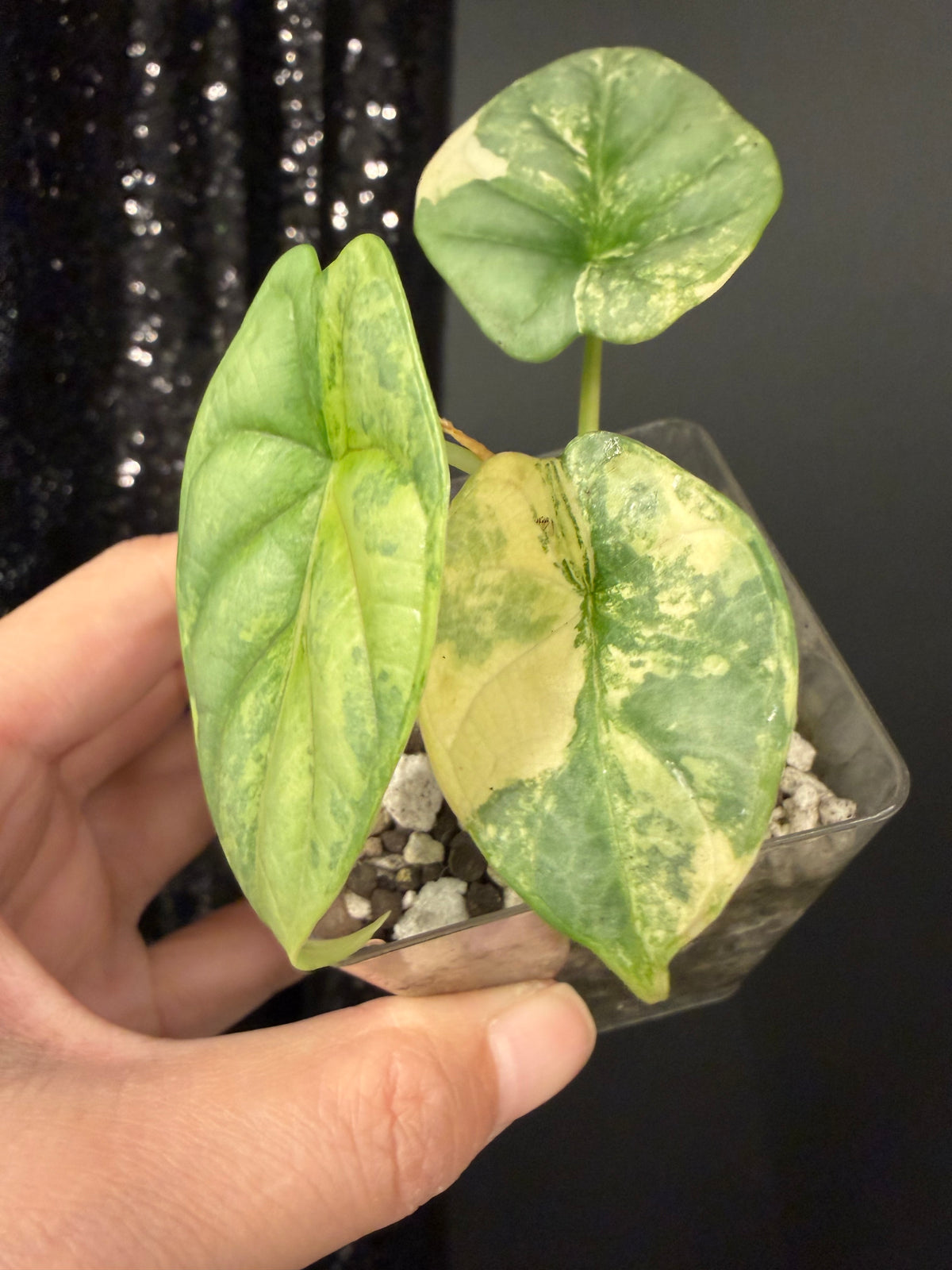 Alocasia Silver Dragon Aurea Variegated