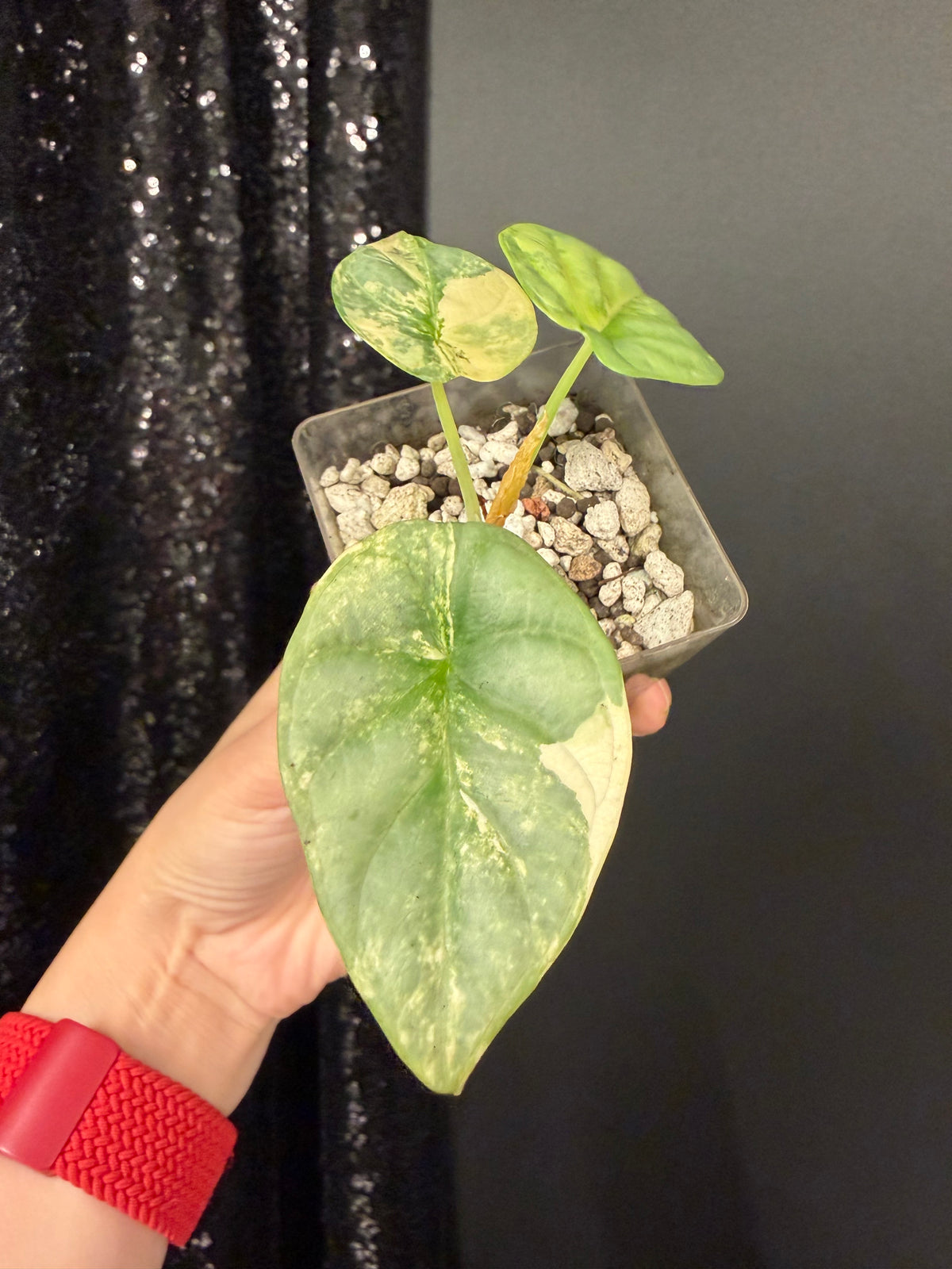 Alocasia Silver Dragon Aurea Variegated
