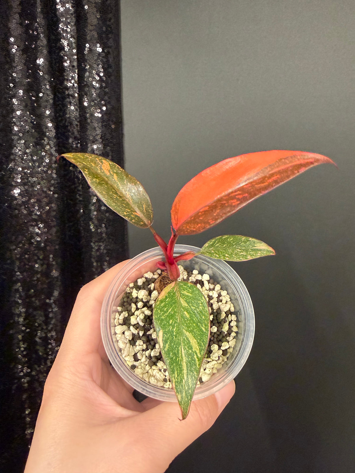 Philodendron Orange Princess Galaxy Starter