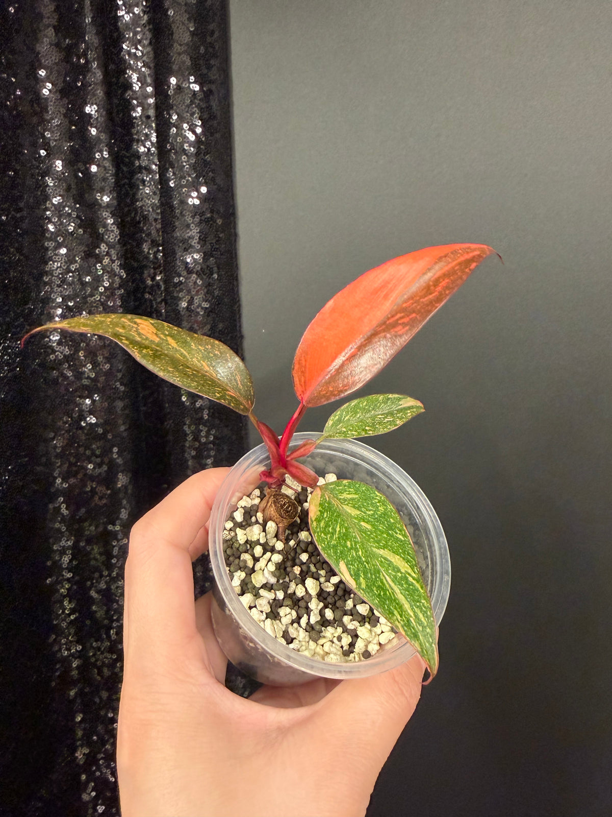 Philodendron Orange Princess Galaxy Starter