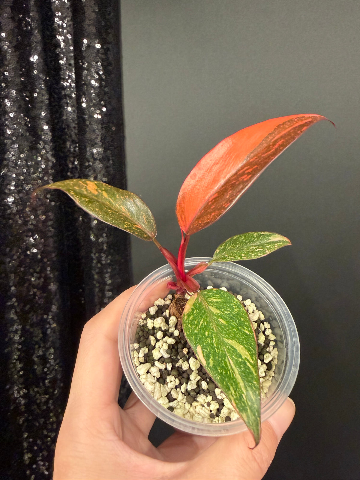Philodendron Orange Princess Galaxy Starter