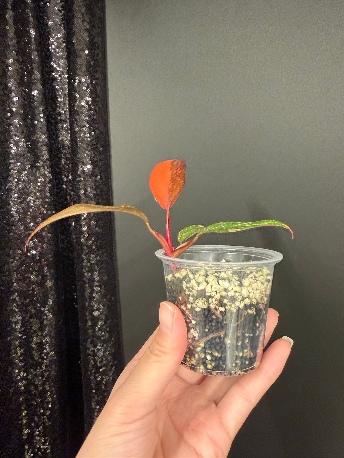 Philodendron Orange Princess Galaxy Starter