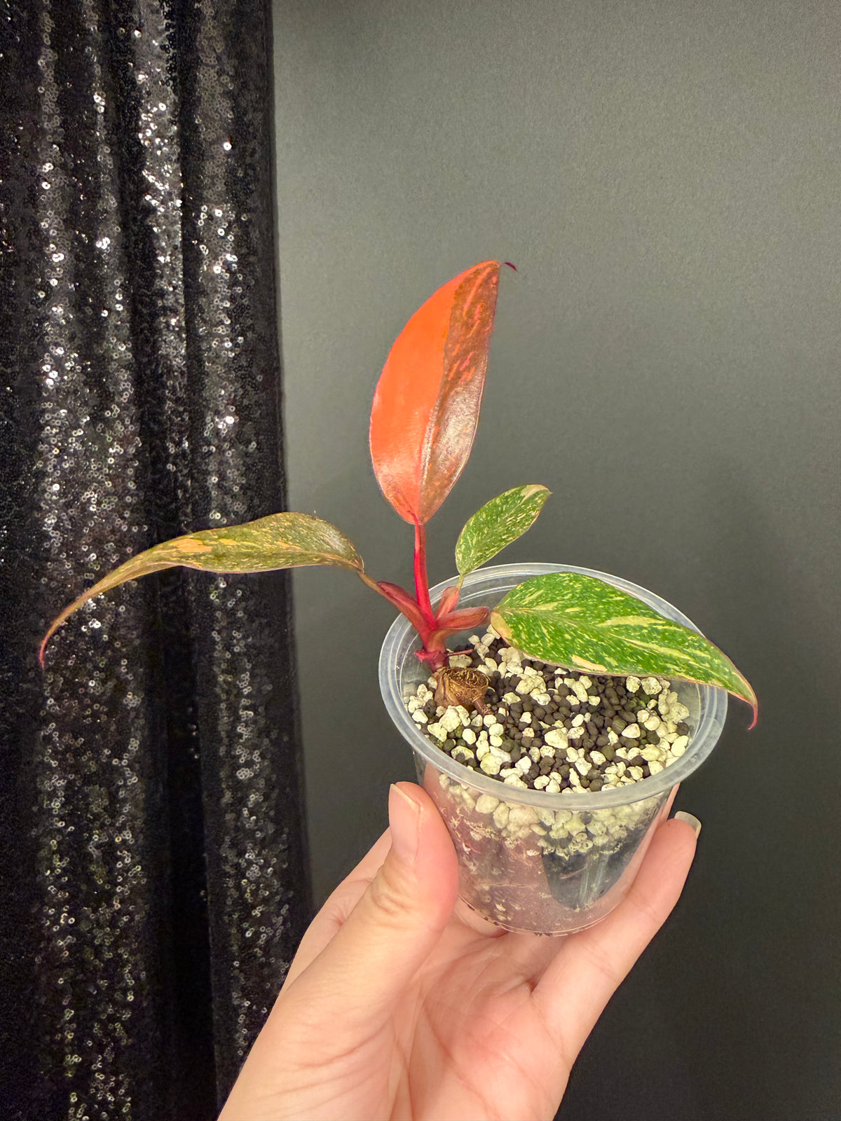 Philodendron Orange Princess Galaxy Starter