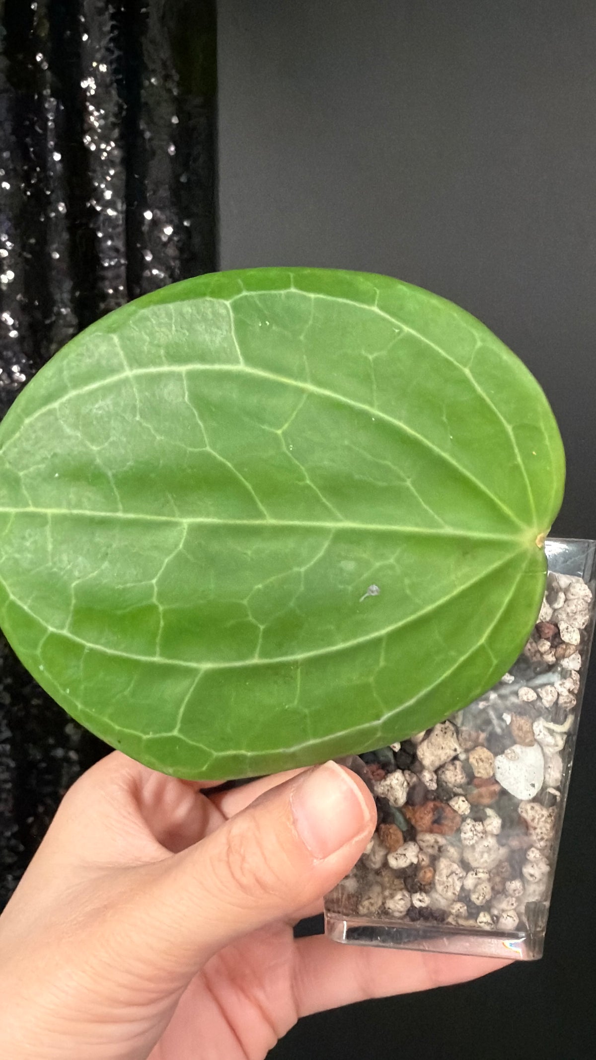 Hoya Sarawak Rooted Cutting