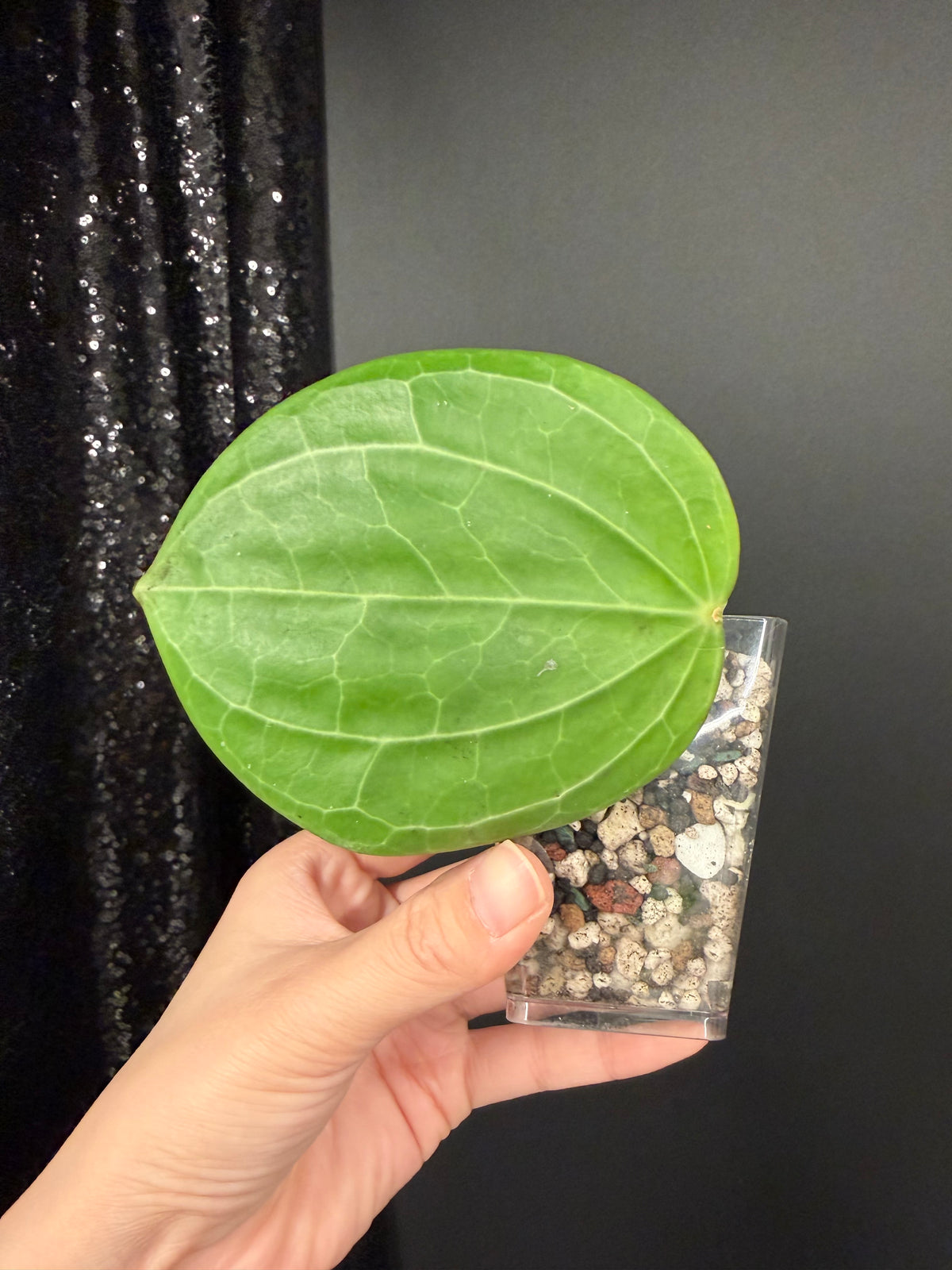Hoya Sarawak Rooted Cutting