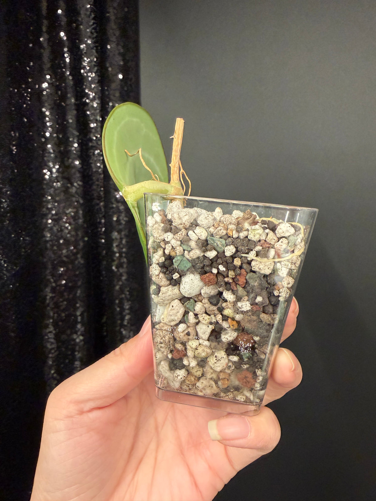 Hoya Sarawak Rooted Cutting