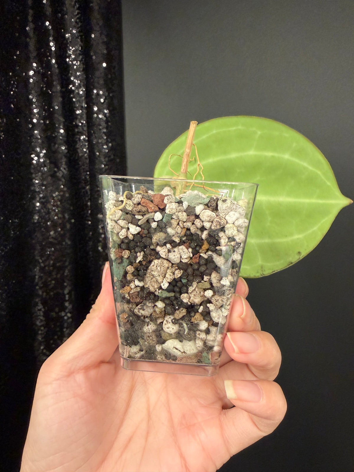 Hoya Sarawak Rooted Cutting