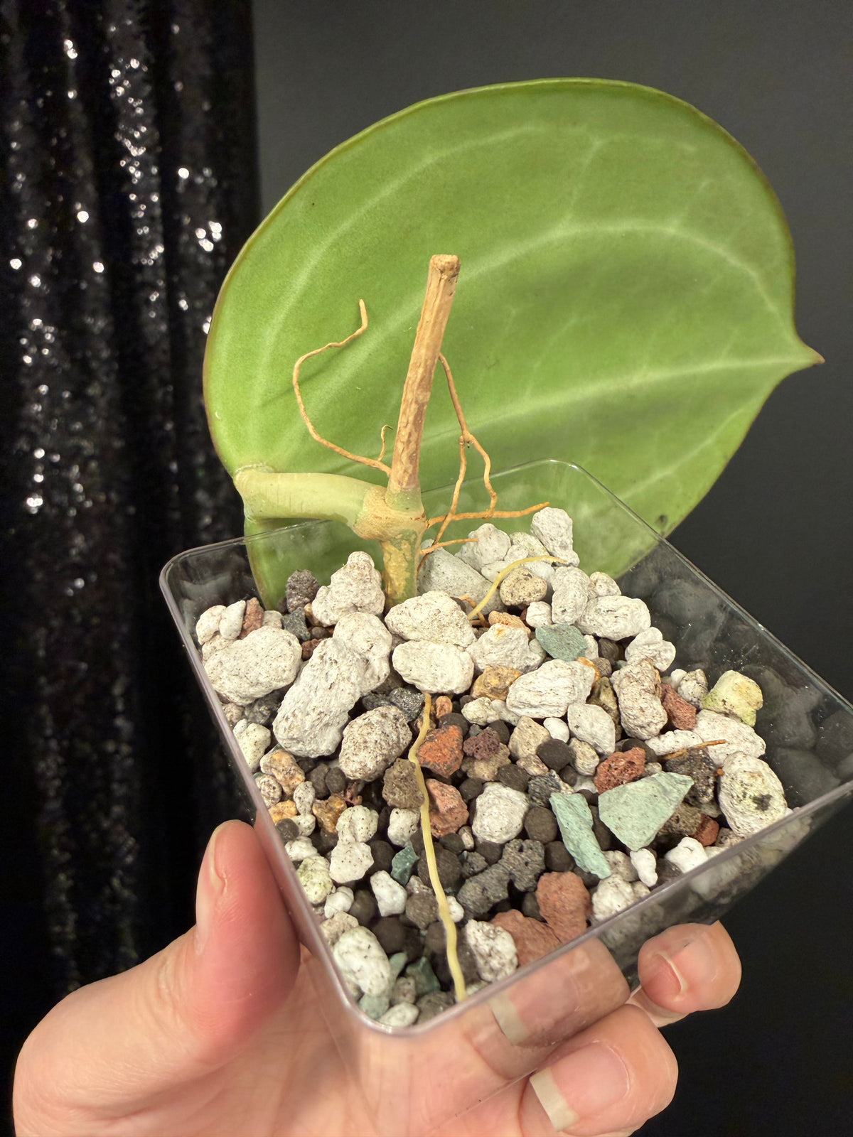 Hoya Sarawak Rooted Cutting