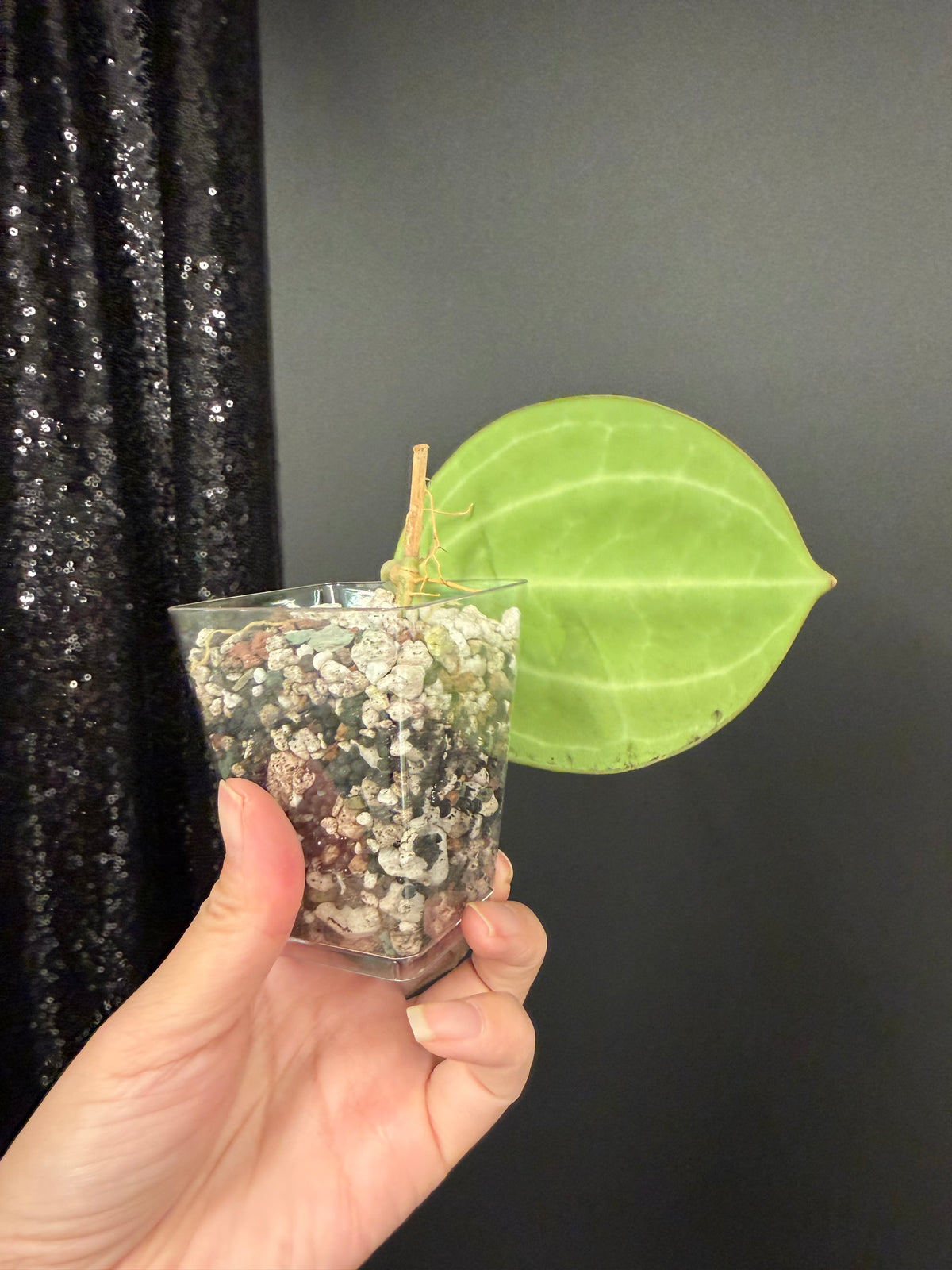 Hoya Sarawak Rooted Cutting